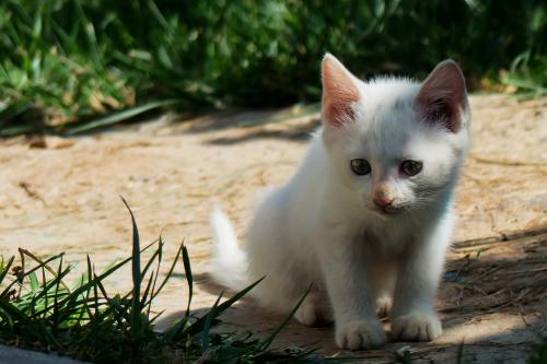 中国制造日|“雷火神山”和它们的硬核“朋友”