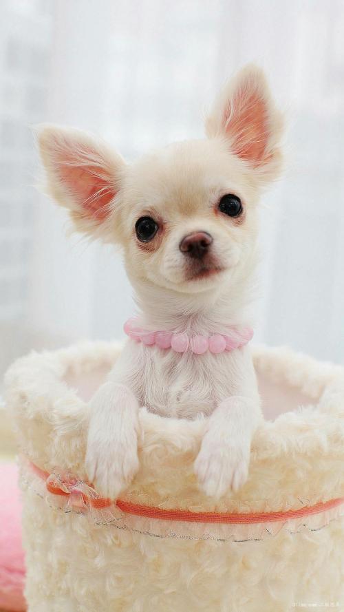 俄战机在波罗的海上空对两架美国轰炸机实施伴飞