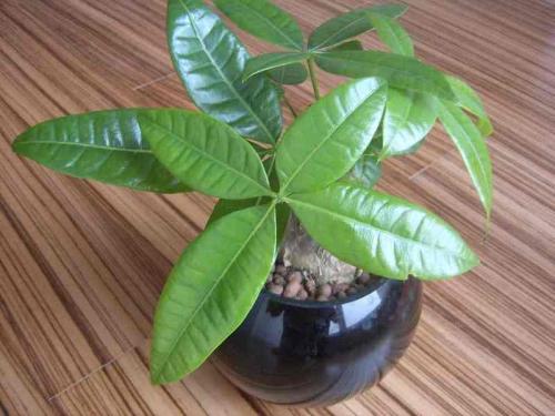 Å·ÃËÔÚ²¼Â³Èû¶ûÇ©ÊðÓëÓ¢¹ú¾ÍδÀ´¹ØÏµ´ï³ÉµÄÐÒé